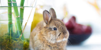 Produkty dla Twoich zwierząt