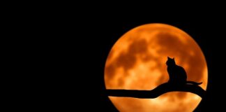 Co oznacza czarna karetka?