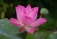 Jak jest cymbergaj po angielsku?