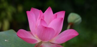 Jak jest cymbergaj po angielsku?