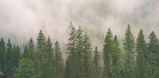 Do którego roku życia rozwija się szczeka?