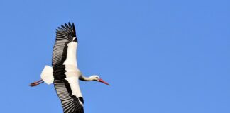Jak zrobić bociana do przedszkola?