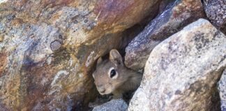 Jak zrobić legowisko dla kota na dworze?