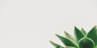 Jakie dekoracje na urodziny?