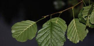 Co zrobić z gałązek świerku?