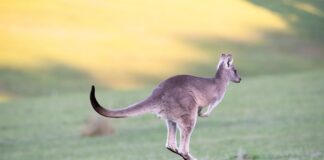 Czy skakanie na trampolinie odchudza forum?